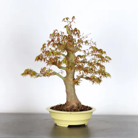 JAPANESE MAPLE "ACER PALMATUM" 1-20