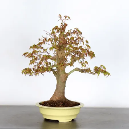 image supplémentaire - ERABLE DU JAPON "ACER...