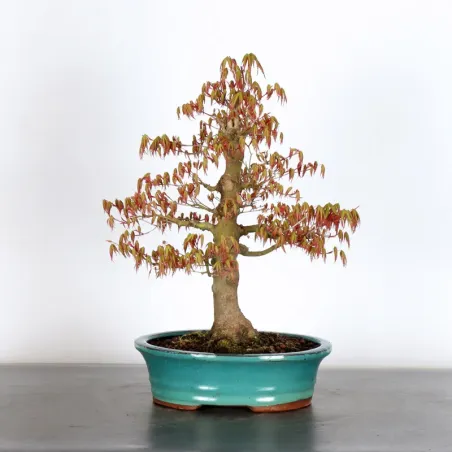 JAPANESE MAPLE "ACER PALMATUM" 1-3
