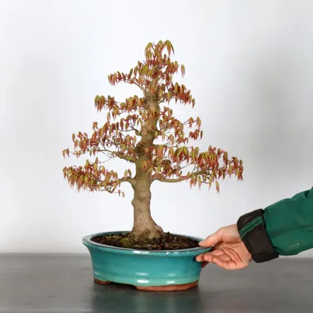 image supplémentaire - ERABLE DU JAPON "ACER...