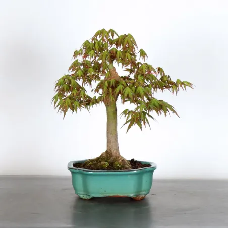 Japanese maple "acer palmatum" 2-8