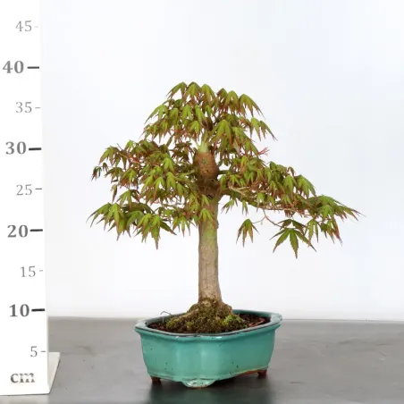 image supplémentaire - Japanese maple "acer...