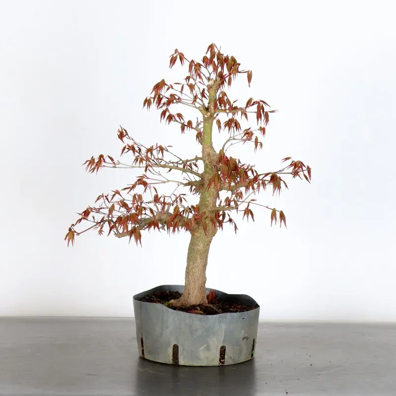 image supplémentaire - Japanese maple "acer...