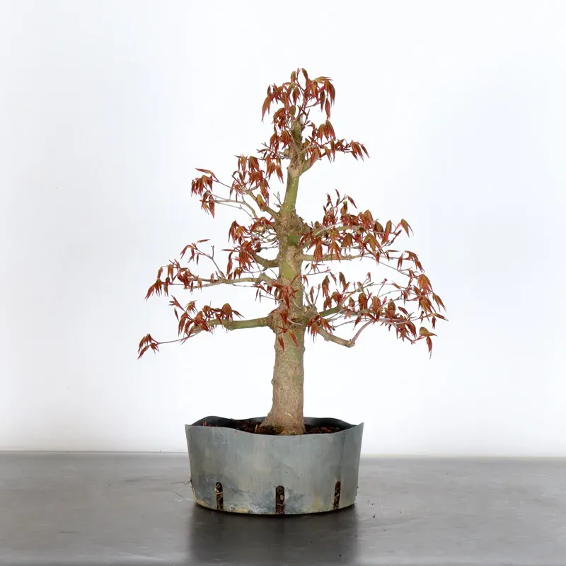 ERABLE DU JAPON "ACER PALMATUM" 3-13