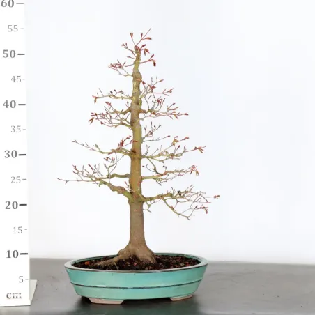 image supplémentaire - ERABLE DU JAPON "ACER...