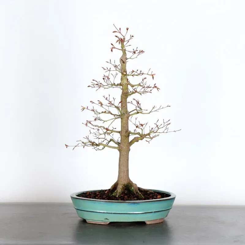 Japanese maple "acer palmatum" 4-16