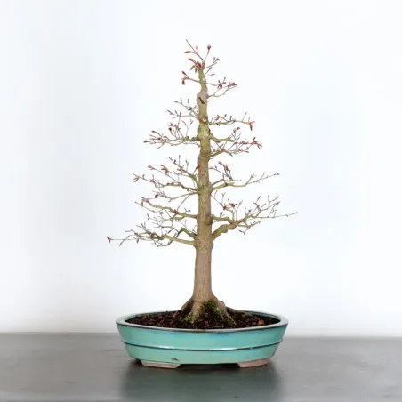 Japanese maple "acer palmatum" 4-16