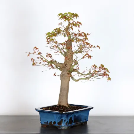 ERABLE DU JAPON "ACER PALMATUM" 5-15