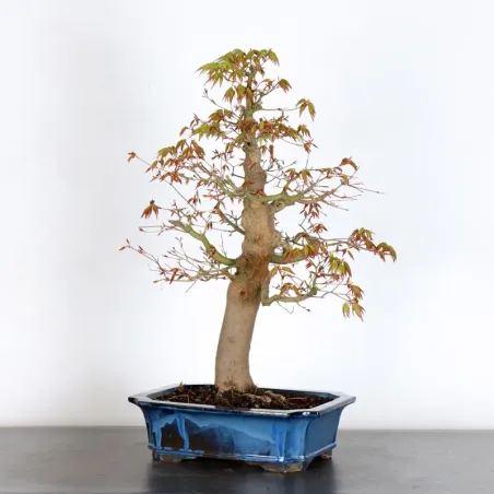 image supplémentaire - JAPANESE MAPLE "ACER...
