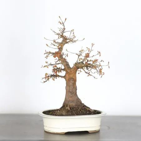 image supplémentaire - ERABLE DU JAPON "ACER...