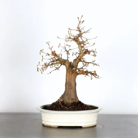 ERABLE DU JAPON "ACER PALMATUM" 3-21