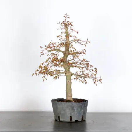 ERABLE DU JAPON "ACER PALMATUM" 3-22