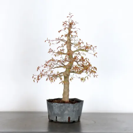 image supplémentaire - ERABLE DU JAPON "ACER...