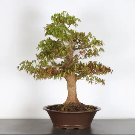 Japanese maple "acer palmatum" 3-23 (chipped pot)