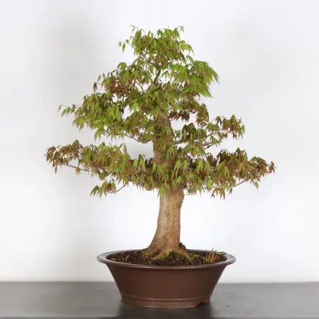 image supplémentaire - ERABLE DU JAPON "ACER...