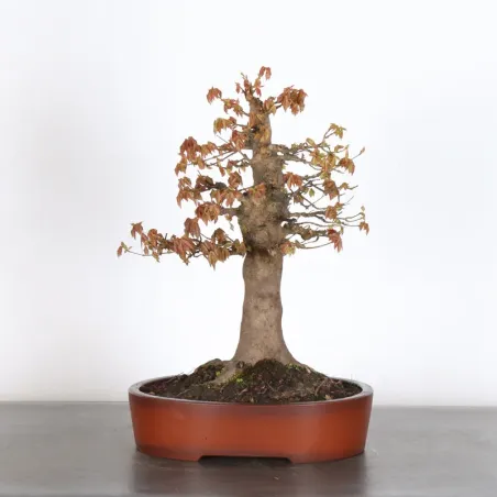 Bonsai Erable Burger AB-1-5