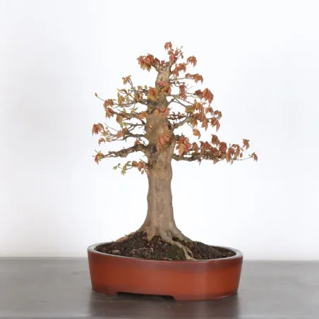 image supplémentaire - Érable  "ACER BUERGÉRIANUM"...