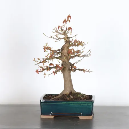 Maple "ACER BUERGÉRIANUM" 1-28