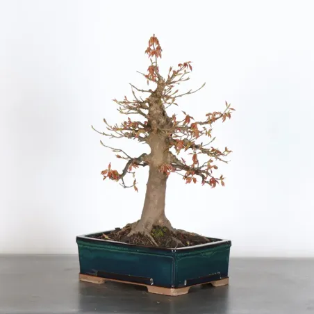 image supplémentaire - Érable "ACER BUERGÉRIANUM"...