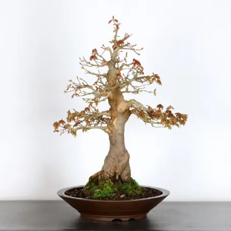 Bonsai Maple Burger AB-2-8