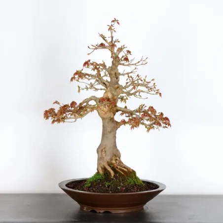 image supplémentaire - Maple "ACER BUERGERIANUM" 2-8