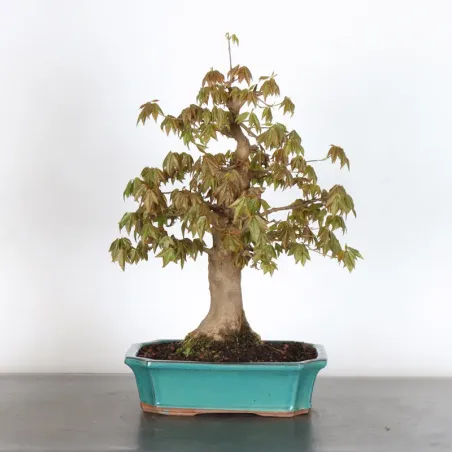 maple "acer buergerianum" 3-14