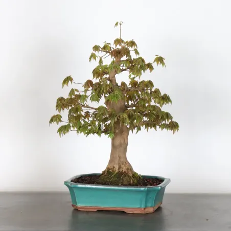 image supplémentaire - maple "acer buergerianum" 3-14