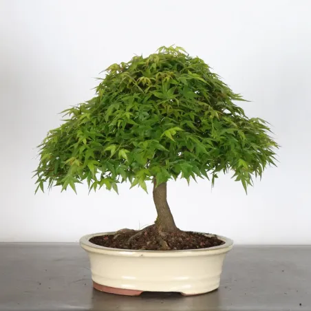 Bonsai Erable Kiyohime AK-1-1