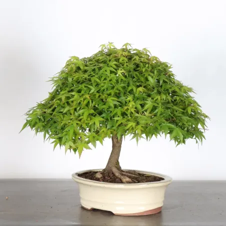 image supplémentaire - Érable Japonais "ACER...