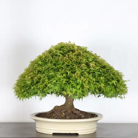 Japanese maple "ACER KIYOHIME" 2-14