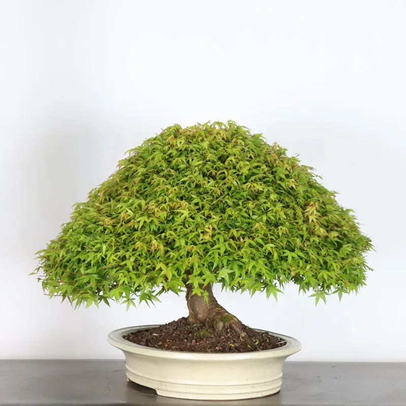 image supplémentaire - Érable japonais "ACER...