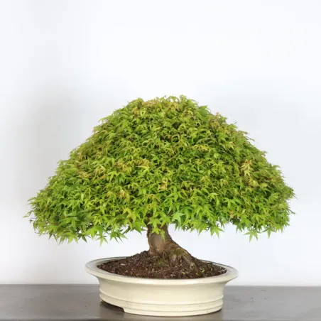 image supplémentaire - Érable japonais "ACER...