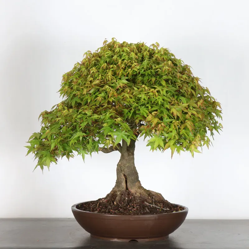 Japanese maple "ACER KIYOHIME" 1-10