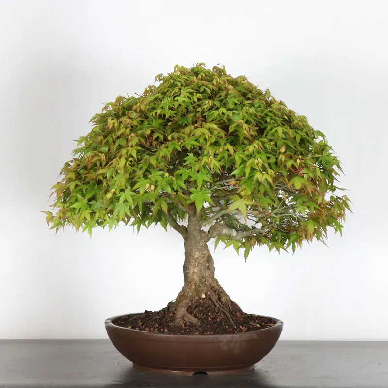 image supplémentaire - Japanese maple "ACER...