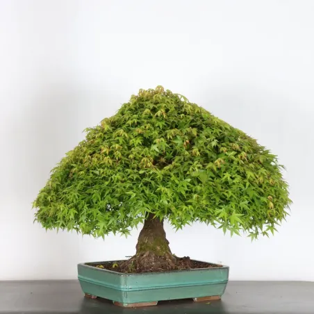 image supplémentaire - Japanese maple "ACER...