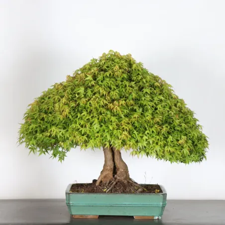 Japanese maple "ACER KIYOHIME" 1-11