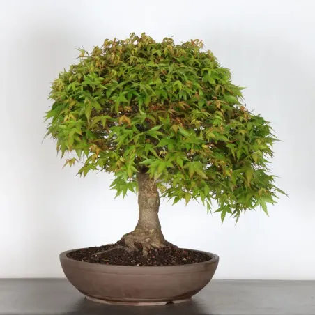 image supplémentaire - Japanese maple "ACER...