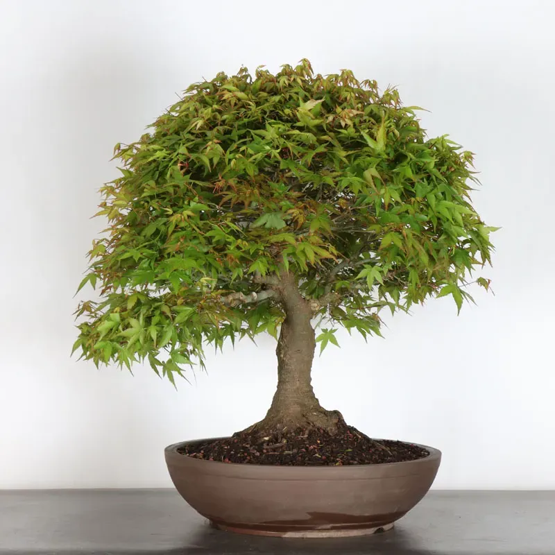 Bonsai Erable Kiyohime AK-1-12