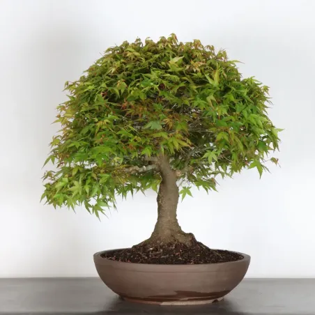 Bonsai Erable Kiyohime AK-1-12