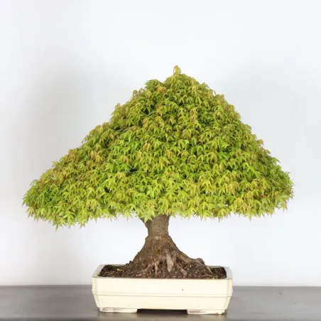 image supplémentaire - Érable japonais "ACER...