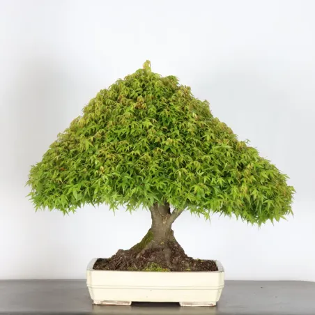 Japanese maple "ACER KIYOHIME" 1-13