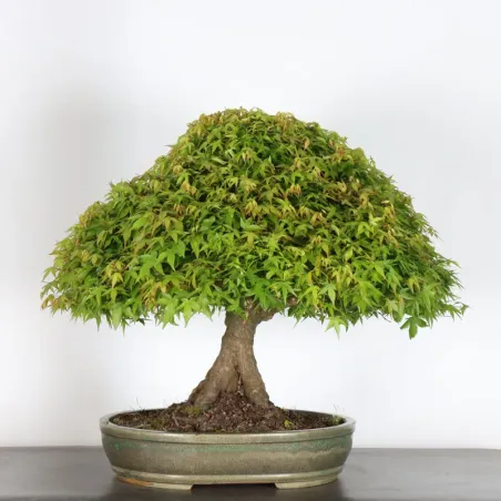 image supplémentaire - Érable japonais "ACER...