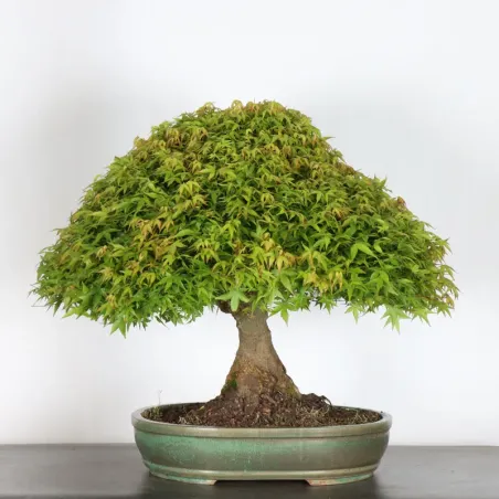 Érable japonais "ACER KIYOHIME" 1-14