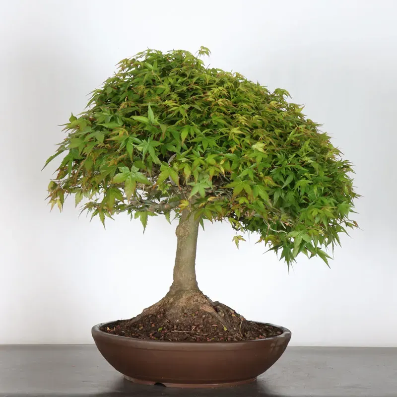 Érable japonais "ACER KIYOHIME" 1-15