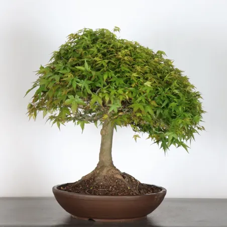 Érable japonais "ACER KIYOHIME" 1-15