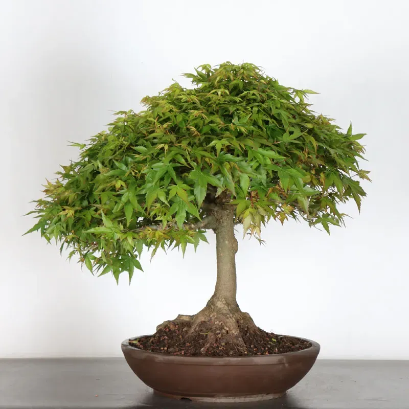 image supplémentaire - Érable japonais "ACER...