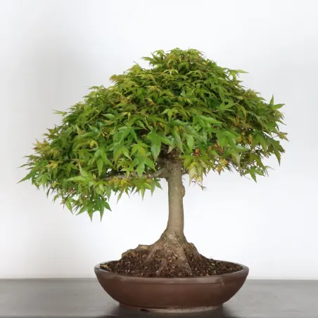 image supplémentaire - Japanese maple "ACER...