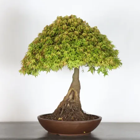 Japanese maple "ACER KIYOHIME" 1-16