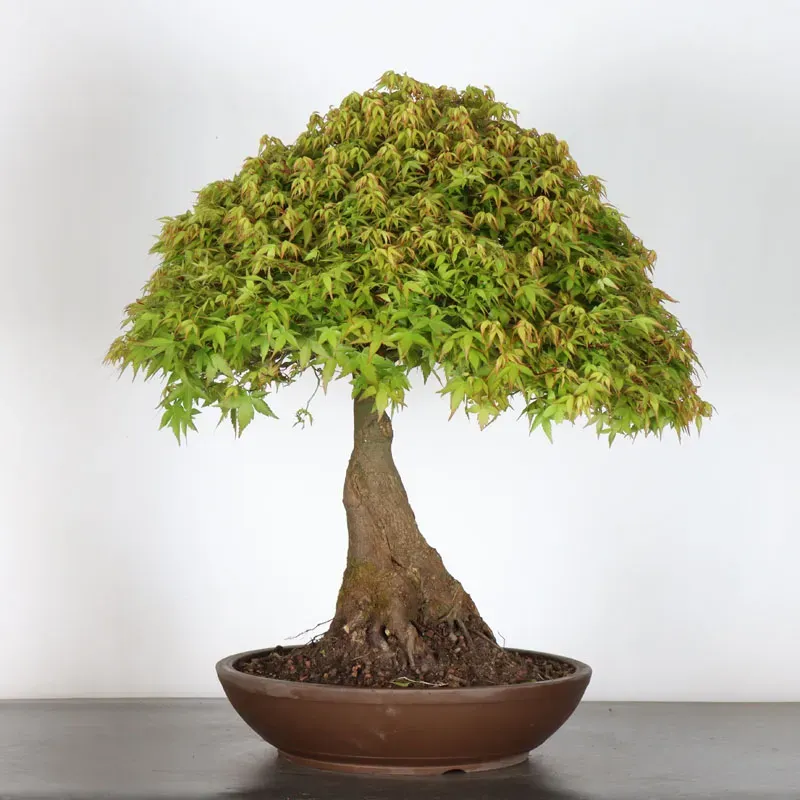 image supplémentaire - Érable japonais "ACER...