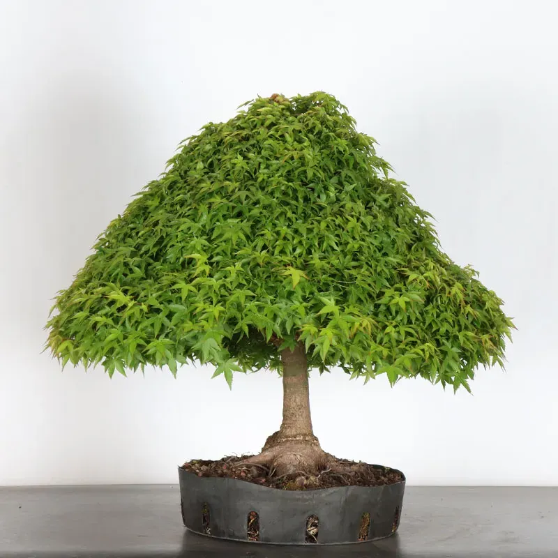 image supplémentaire - Érable du Japon "ACER...